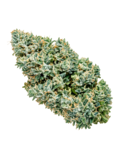 Flor Blue Dream Balance