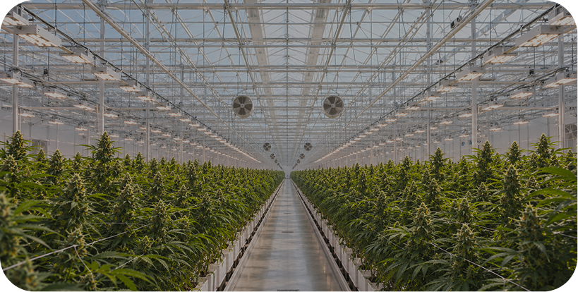 Cultivo e investigación de cannabis medicinal