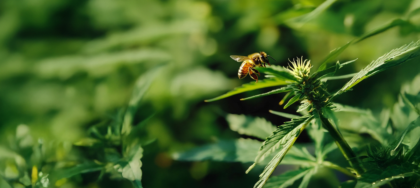 Perfiles cannabinoides y terpénicos